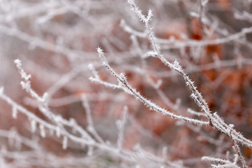 
Beech leaves and branches in the frost on the background of the winter forest. Autumn yellow leaf on a branch in frost needles. Morning frost. Rhyme. Winter cold weather. 