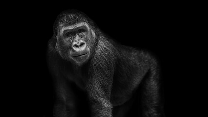 Gorilla Portrait