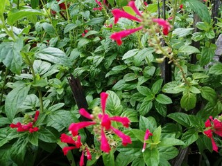 red and white flowers