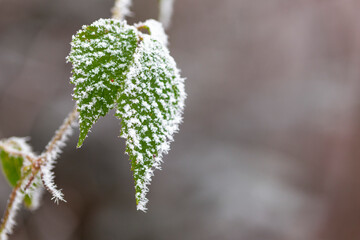 
Leaves and branches in the frost on the background of the winter forest. Autumn leaf on a branch in frost needles. Morning frost. Rime. Winter cold weather. close-up snow covered tree branches. 
