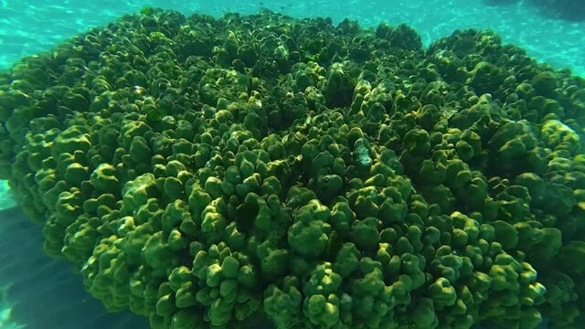 Live Colony of Green Coral off Thailand Coast, in Closeup
