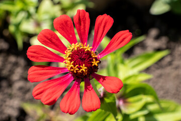 zinnia flowers in the garden