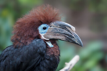 ein nashornvogel aus west afrika im portrait: Schwarzhelm Hornvogel, Ceratogymna atrata
