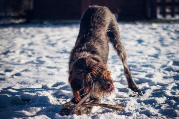 Grinding our pet's teeth in the winter season. New toy in January. Barbu tcheque bites the wooden handle. Bohemian Wire-haired Pointing Griffon enjoy winter time
