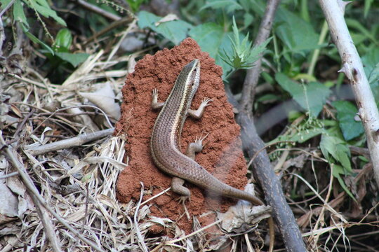 Common Skink resting on the dry mud