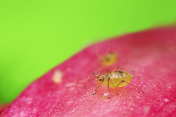 Aphid on cactus flower, closeup with high magnification