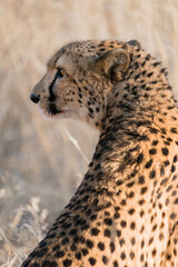 Gepard im Epako Game Reserve