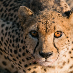 Gepard im Epako Game Reserve