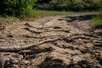 roots and shadows on the ground road
