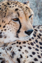 Cheetah Conservation Fund