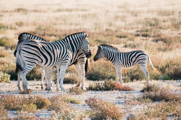 Steppenzebra im Onguma Game Reserve