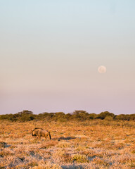 Streifengnu im Onguma Game Reserve