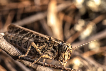 Macro Close Up Photography of an Italian Grasshopper Calliptamus italicus