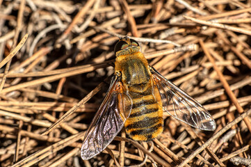 Close Up Macro Photography of a Hoverfly