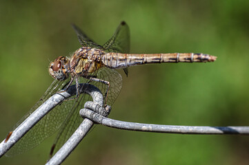 Dragonflies Macro photography in the countryside of Sardinia Italy