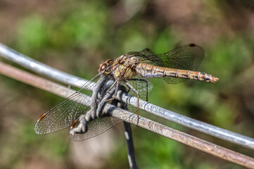 Dragonflies Macro photography in the countryside of Sardinia Italy