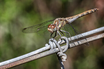 Dragonflies Macro photography in the countryside of Sardinia Italy