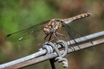 Dragonflies Macro photography in the countryside of Sardinia Italy