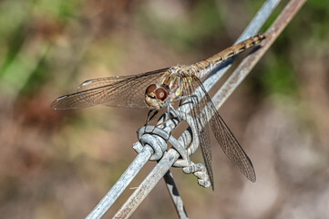 Dragonflies Macro photography in the countryside of Sardinia Italy
