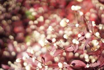 The fall season in the south of Viet Nam