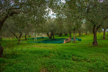 Olives harvesting in Sicily