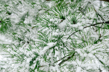 closeup to pine branches laden with snow.