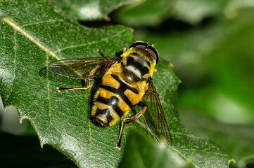 Close Up Macro Photography of a Hoverfly