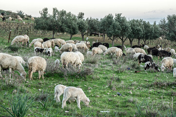 Sheep photographed grazing the grass