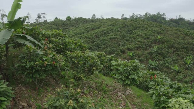 Aerial footage of a large cacao plantation showing the small cacao plants intercropped with a few bananaplants