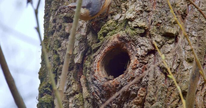 The Eurasian nuthatch or wood nuthatch on the nest in a tree