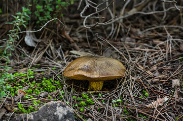 Macro close up shot of mushrooms and undergrowth in nature