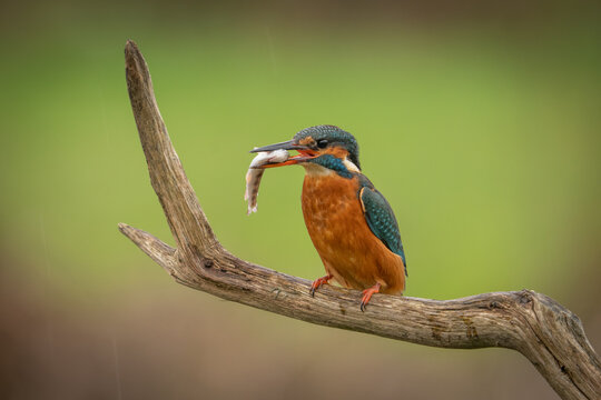Female Kingfisher (Alcedo atthis) Wild European Kingfisher photographed on a perch with a fish
