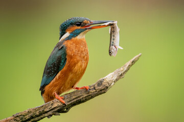 Female Kingfisher (Alcedo atthis) Wild European Kingfisher photographed on a perch with a fish