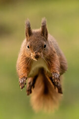 Naklejka na ściany i meble Red Squirrel (Sciurus vulgaris) wild animal in Yorkshire England