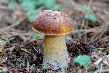 Big penny buns, porcini or king boletes grow out of the ground in a bishop pine tree forest