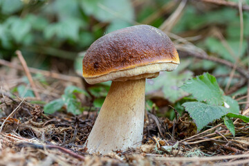 Big penny buns, porcini or king boletes grow out of the ground in a bishop pine tree forest