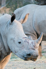 Obraz premium Breitmaulnashorn im Epako Game Reserve