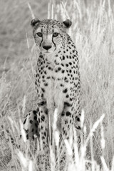 Gepard im Epako Game Reserve