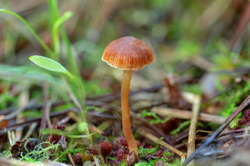 Little orange mushroom growing out of the grass
