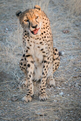 Gepard im Epako Game Reserve