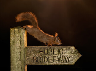 Red Squirrel (Sciurus vulgaris) wild animal in Yorkshire England