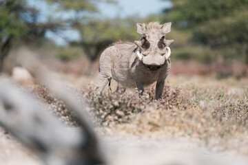 Warzenschwein am Wasserloch