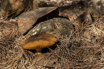Macro close up shot of mushrooms and undergrowth in nature
