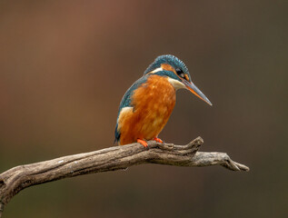Female Kingfisher (Alcedo atthis) Wild European Kingfisher photographed on a perch. 