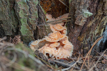 Strange gill mutation growing on a pine tree, likely plums and custard