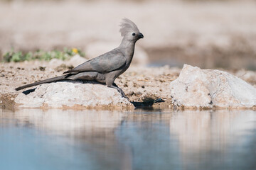 Graulaermvogel am Wasserloch
