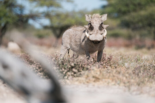 Warzenschwein am Wasserloch