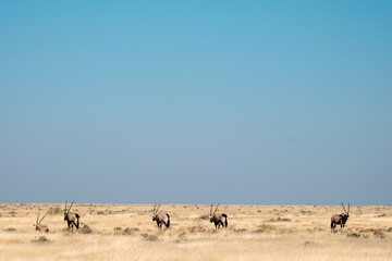 Fototapeta na wymiar Eine Gruppe Oryx- Antilopen im Etosha Park