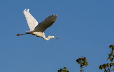 Obraz premium Great egret, Ardea alba. Bird in flight, shot against a blue sky