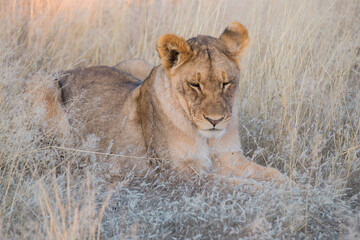Junger Loewe wartet auf die Eltern